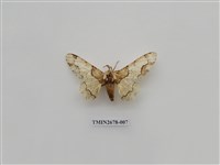 藏品(尺蛾222)的圖片